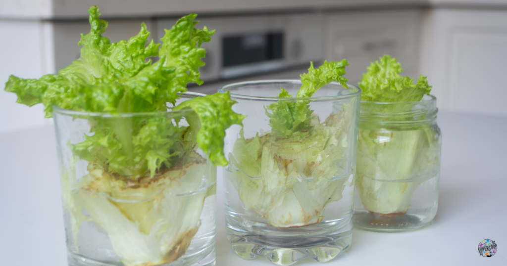 Coeurs de salade dans des verres d'eau selon la méthode du regrowing